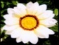 Logo84x64 flower